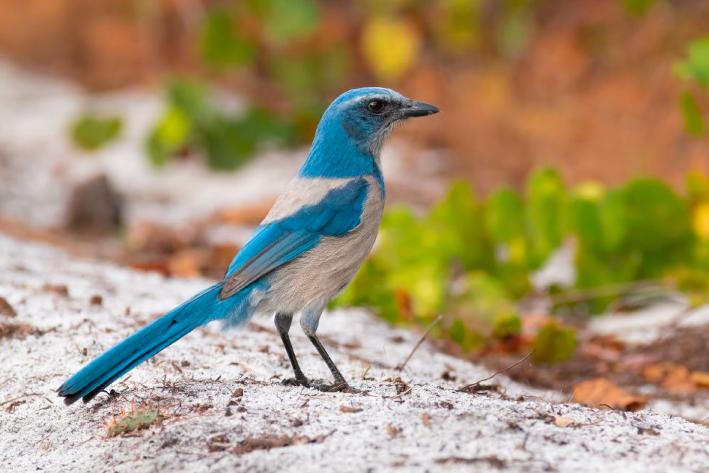 scrubjay